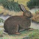 Tarcza KRÓLIK 2D - papier wzmacniany JVD