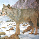 Tarcza WILK 2D - papier wzmacniany JVD