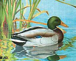 Tarcza KACZKA 2D - papier wzmacniany JVD