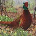 Tarcza BAŻANT 2D - papier wzmacniany JVD