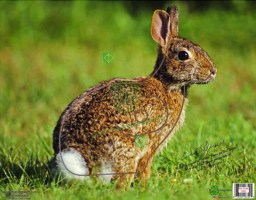 Tarcza Królik 2D - FOTO realistyczne Folia