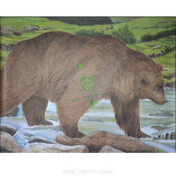 Tarcza NIEDŹWIEDŹ 2D - papier wzmacniany JVD