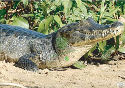 Tarcza Krokodyl 2D Sylwetka - foto papier