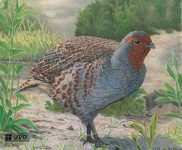 Tarcza KUROPATWA 2D - papier wzmacniany JVD