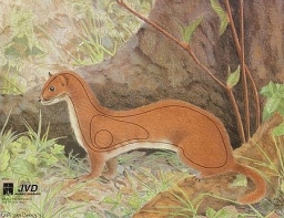 Tarcza GRONOSTAJ 2D - papier wzmacniany JVD